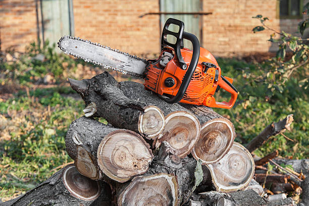 Best Tree Stump Removal  in Pleasant View, UT